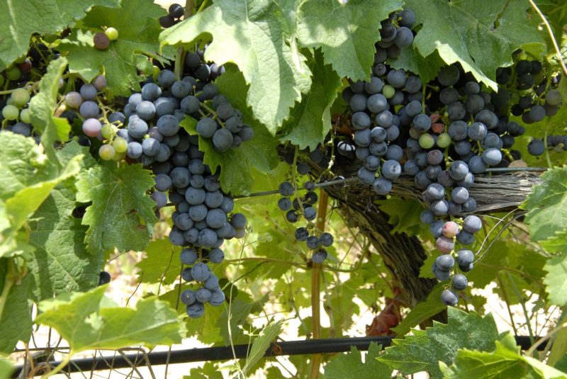 uvamonsatrell hectáreas de viñedos
