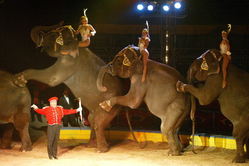 circos con animales