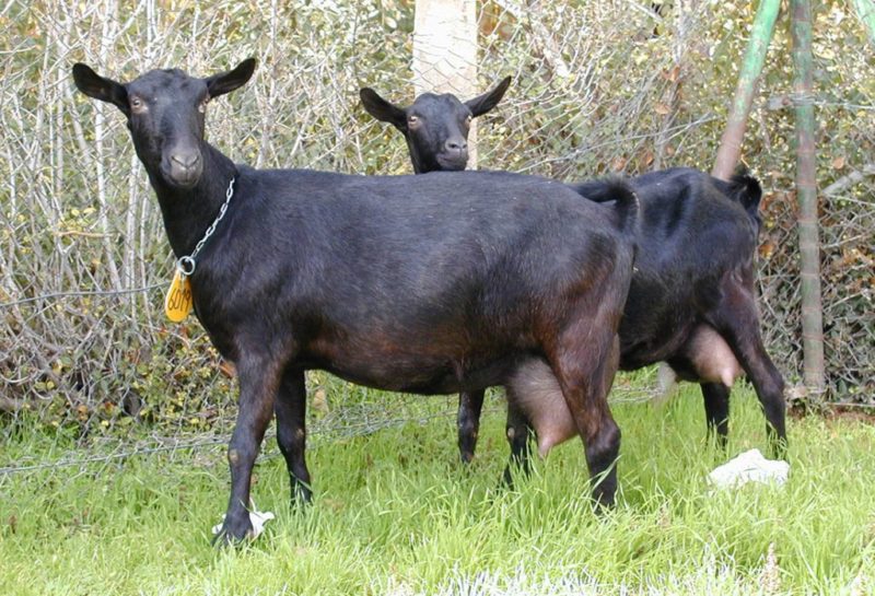 Murciano-granadina cabras