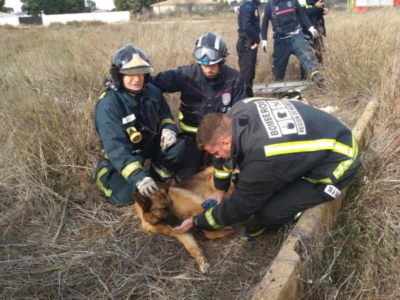 bomberos rescate perra spandy pozo