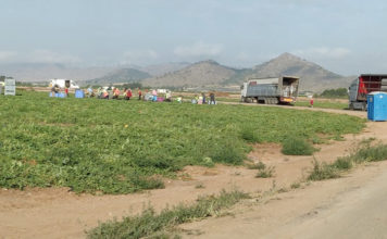 La Cofederación no prevé recortes de agua, pero sí más control de nitratos en el Altiplano cultivos intensivos trabajando