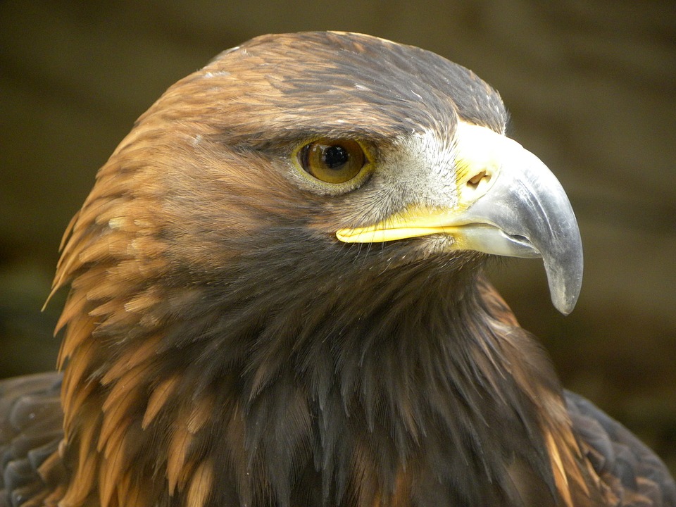 águila parque regional