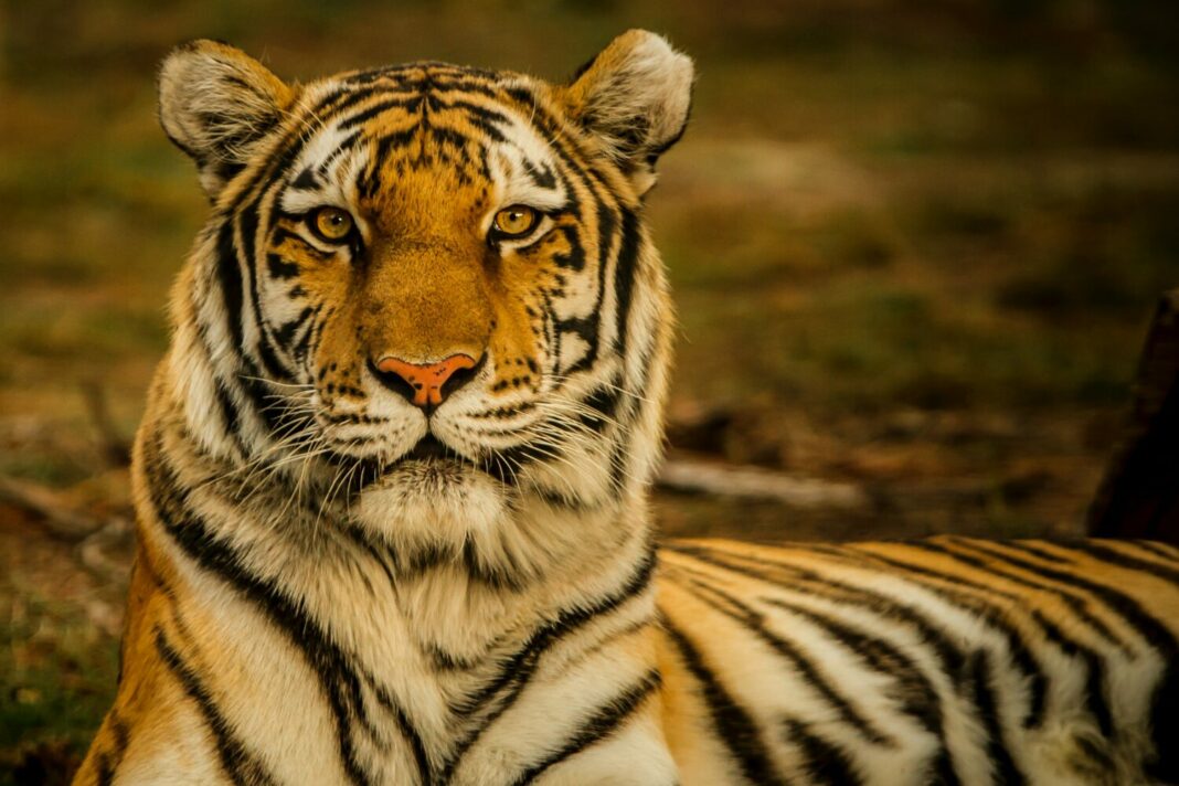 tigres no creen en dioses Foto de Blake Meyer en Unsplash