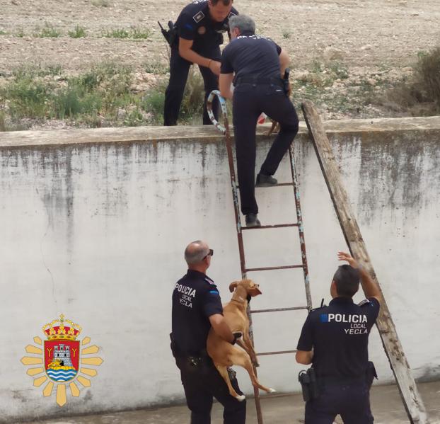 mascotas perros policia