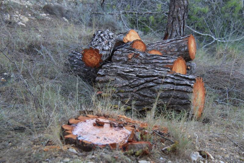 tala árboles castillarejos