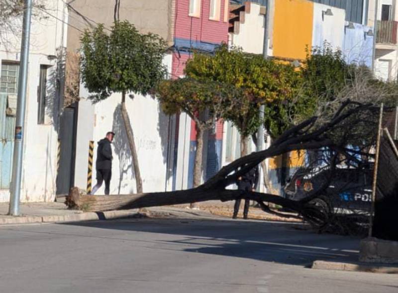 árol caído fuertes rachas de viento