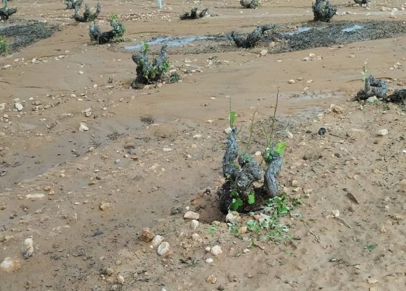 viñedos dañados agricultores granizo