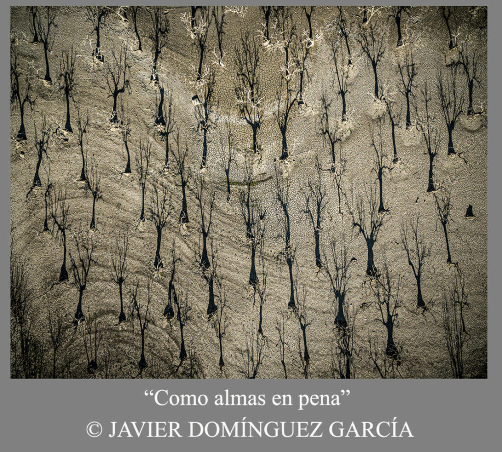 Denuncia-global