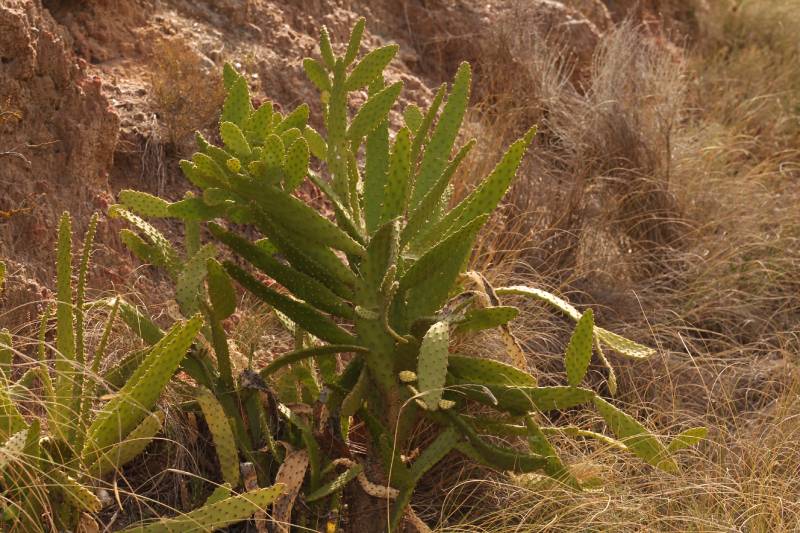 planta invasora originaria de Sudamérica