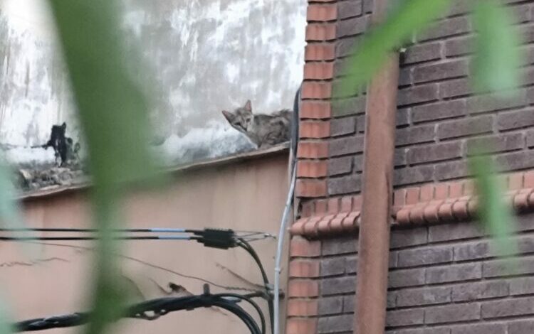 gato atrapado tejado