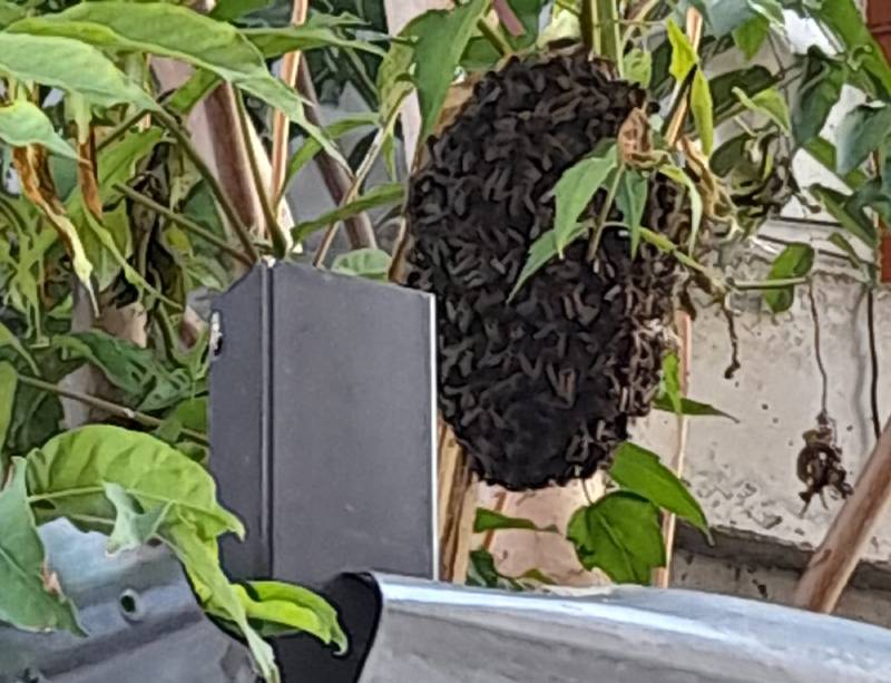 enjambre de abejas