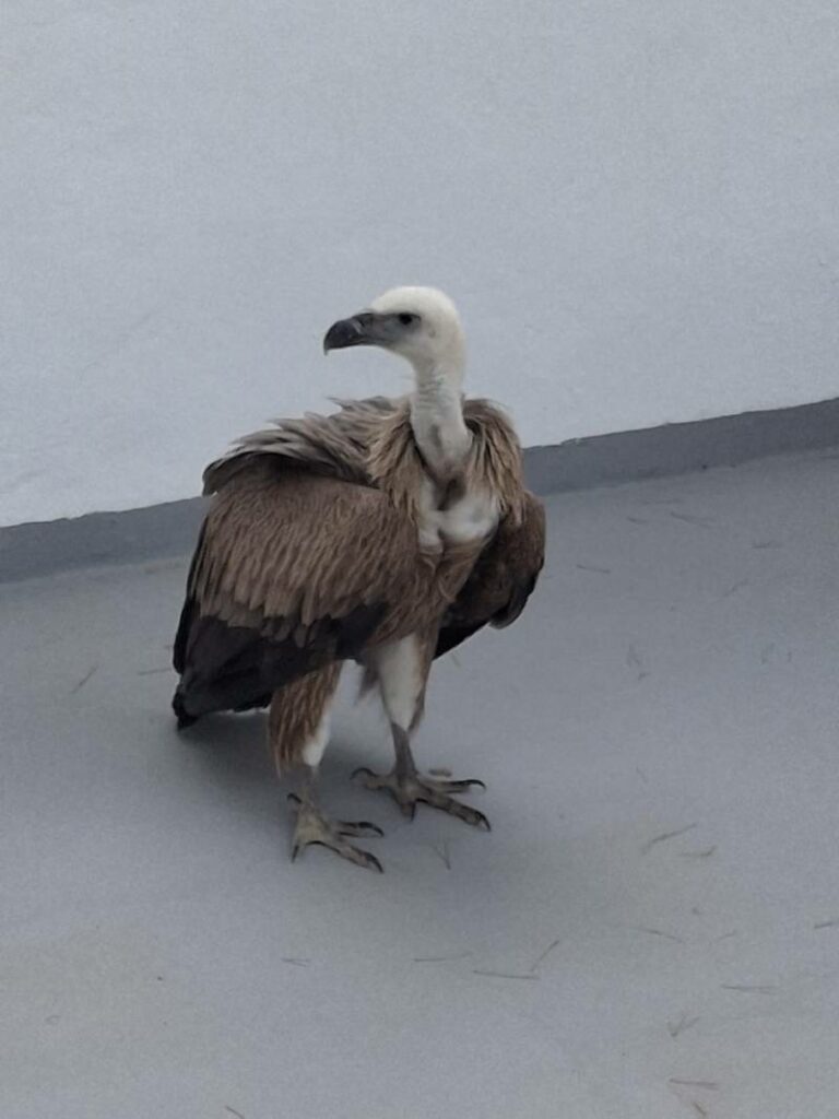 buitre leonado