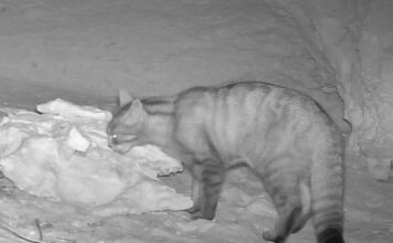 gato montés en Yecla