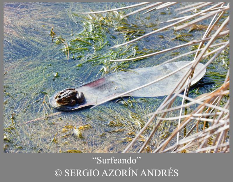 concurso de naturaleza de ANIDA