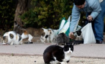 Solo el 58% de perros, gatos y hurones de Yecla tiene la vacuna de la rabia gatos spandy