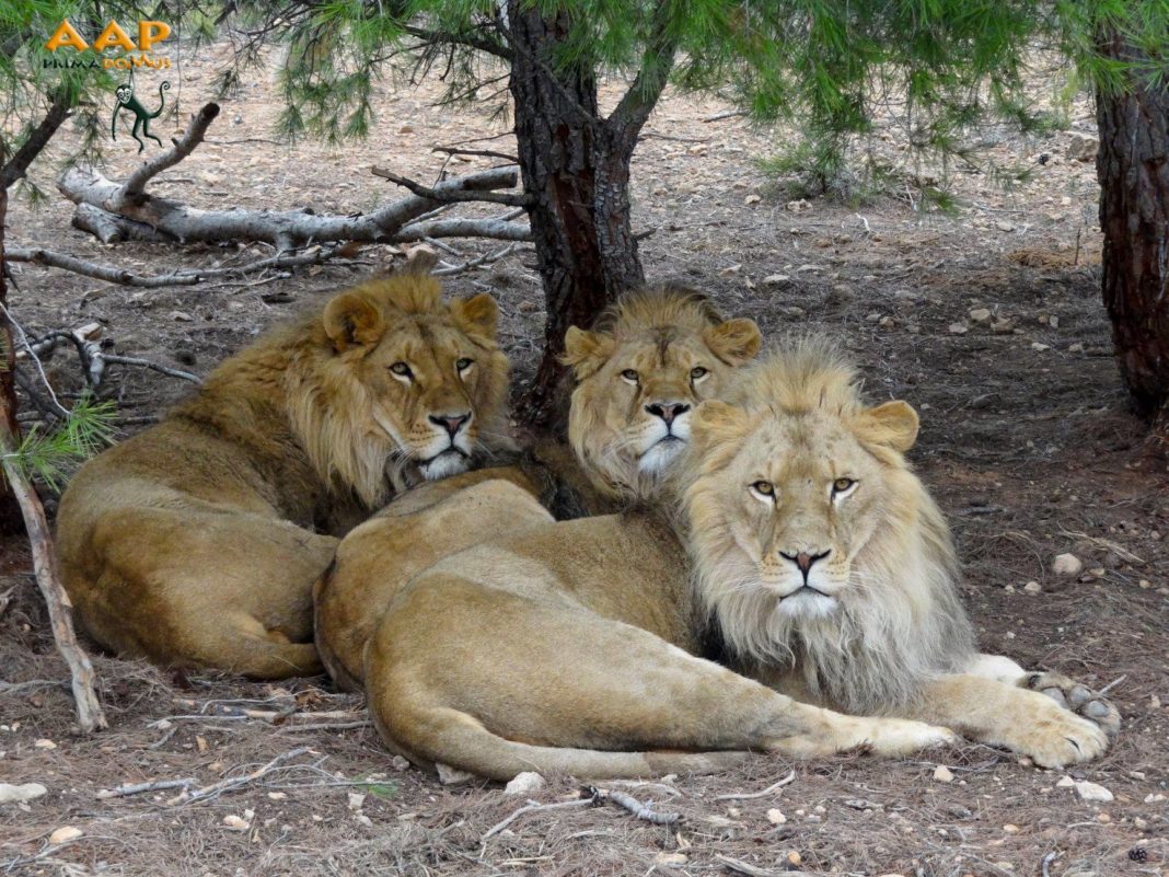 Tres leones rescatados conviven en AAP Primadomus