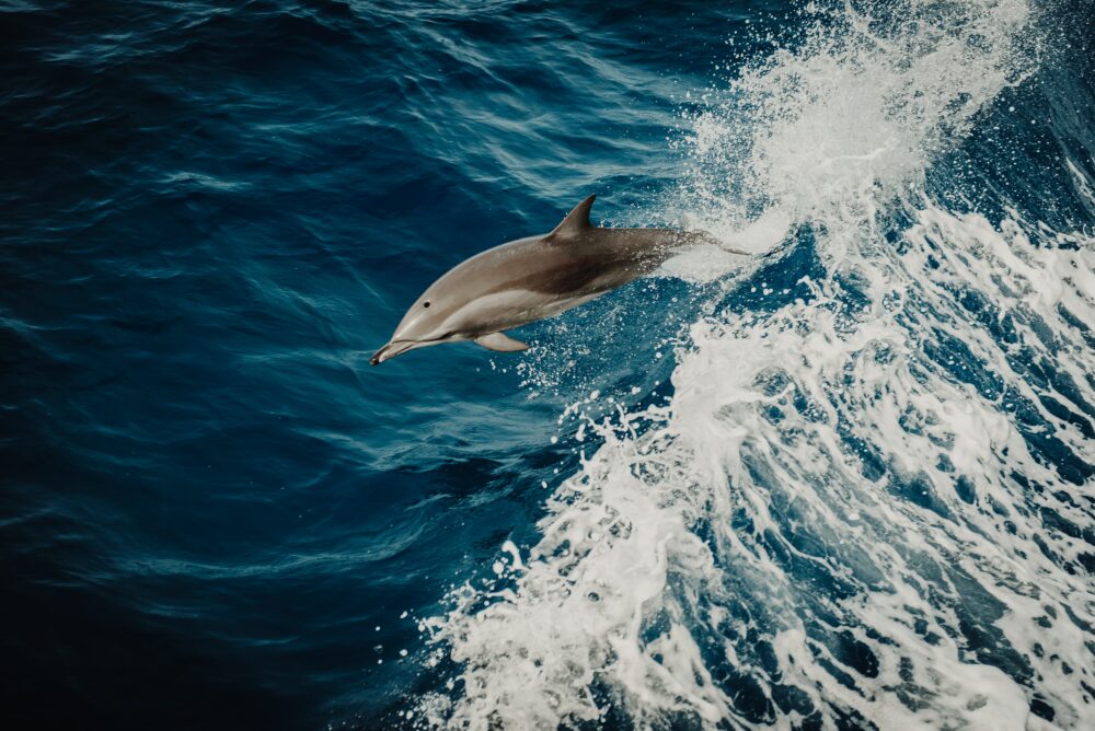 delfín delfina