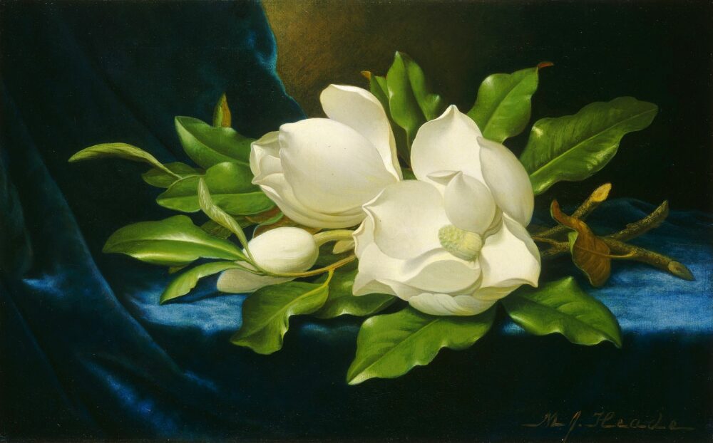 juliette magnolias