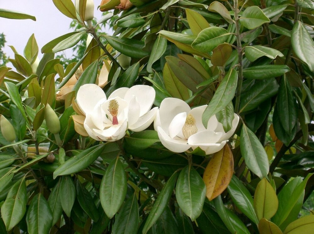 magnolias juliette