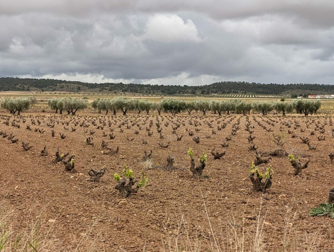 viñas sin brotar