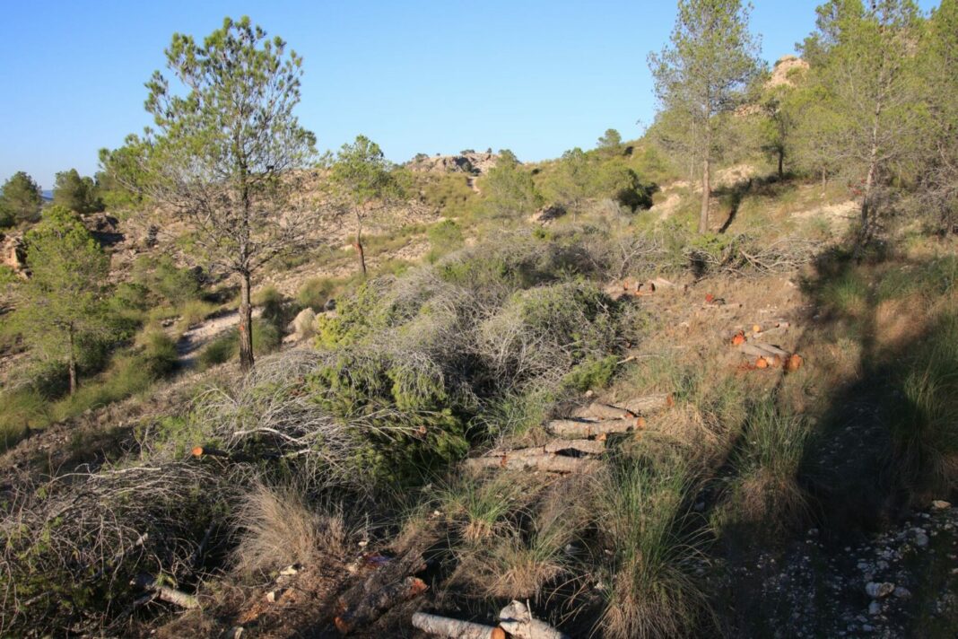 evitar incendios Medio Ambiente justifica la tala de árboles en Los Castillarejos para evitar incendios