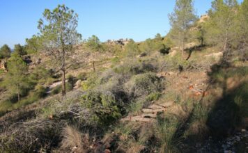 evitar incendios Medio Ambiente justifica la tala de árboles en Los Castillarejos para evitar incendios"