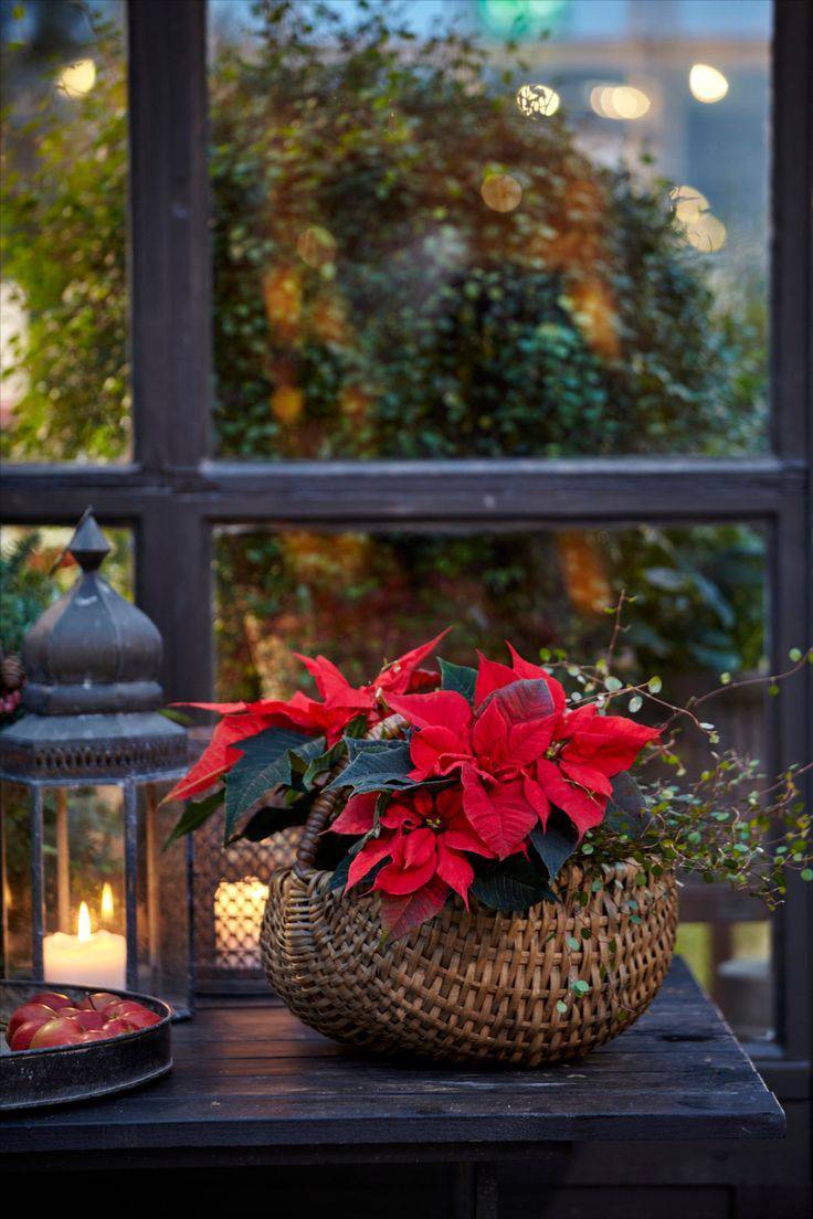 flores navideñas