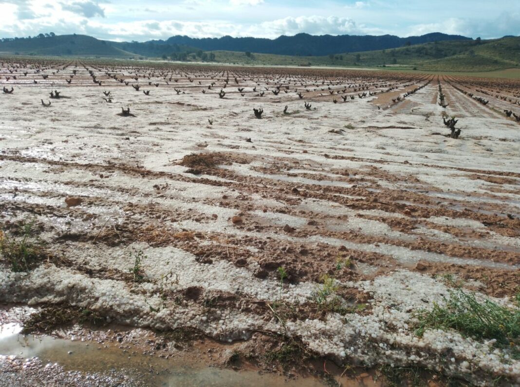 viñedo granizada