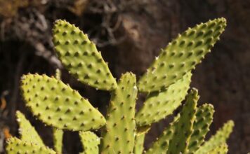 planta invasora originaria de Sudamérica