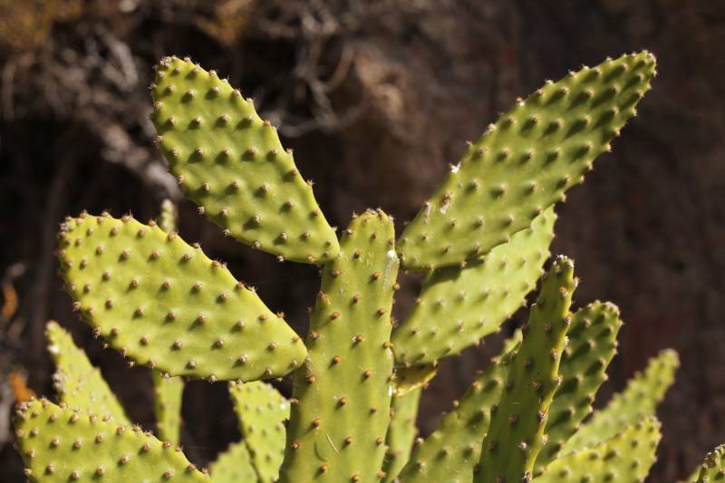 planta invasora originaria de Sudamérica