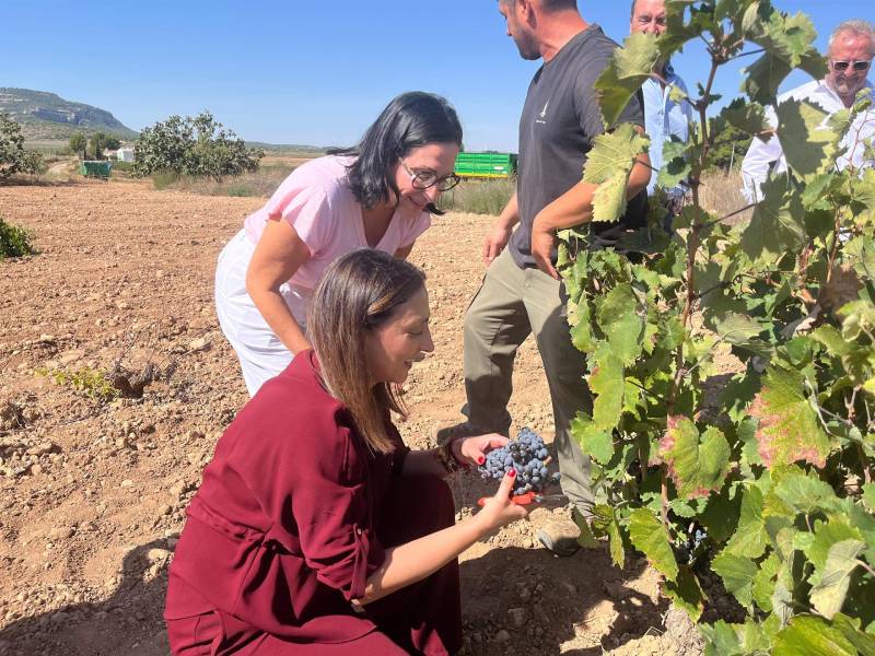 ayudas vino
