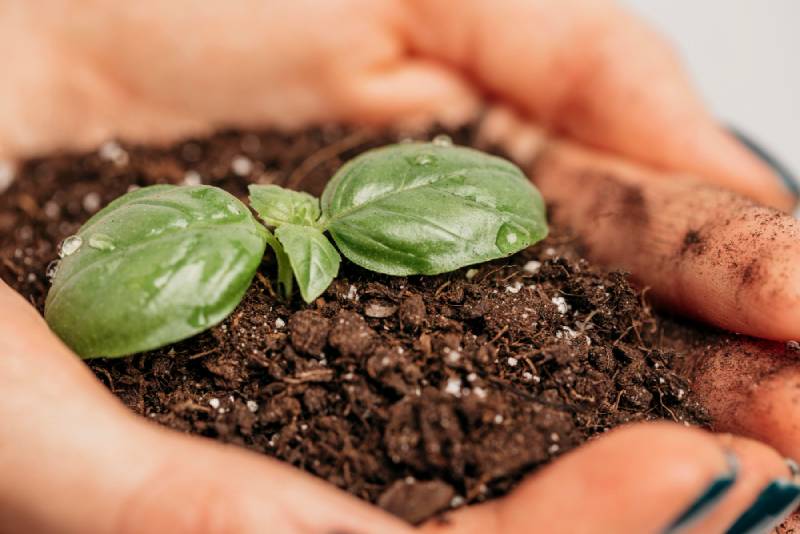 Fertilizantes para Tus Plantas