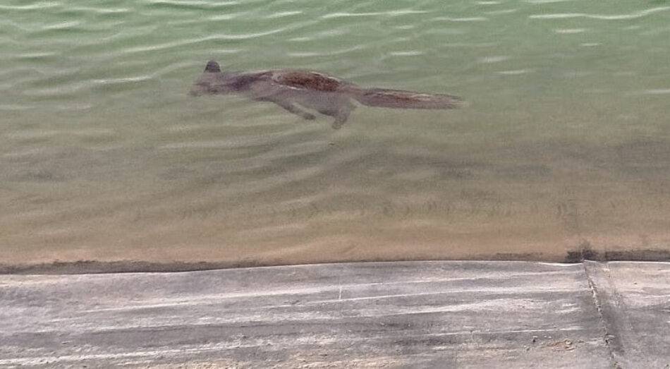 balsas animales muertos