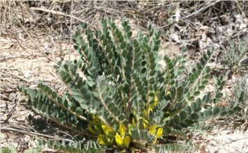 Descubren junto al Monte Arabí una especie de planta amenazada nunca antes localizada en el Altiplano Astragalus cavanillesii en el Arabí